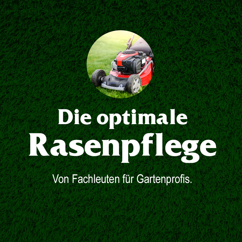 Rasenpflege